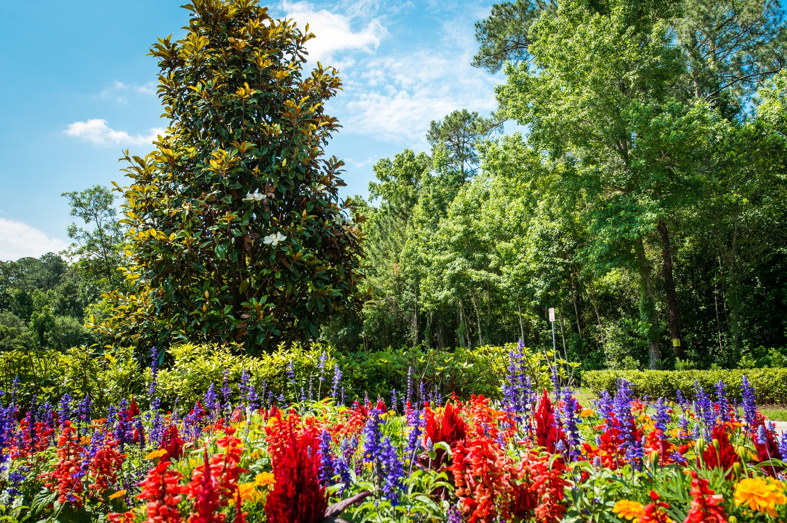 Celebrating National Plant a Flower Day with 5 Helpful Tips