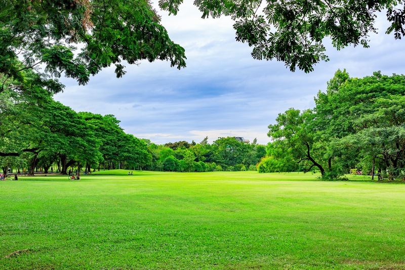 Beautiful grass store